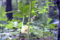 a woodland flower