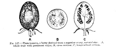 botany: a fruit cut open